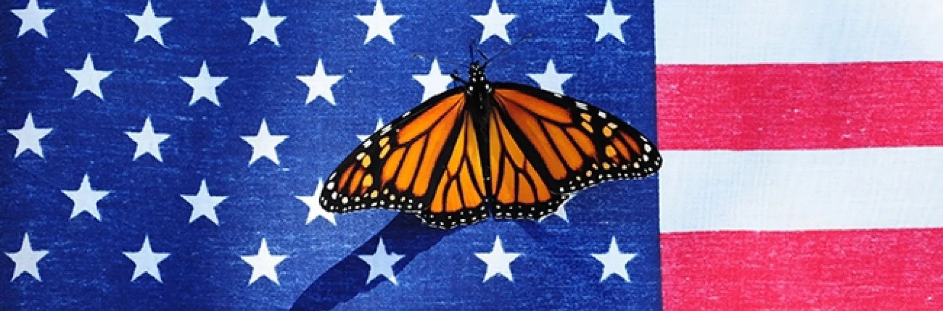 Monarch butterfly lands on the American flag. (Photo by Kathy Keatley Garvey)