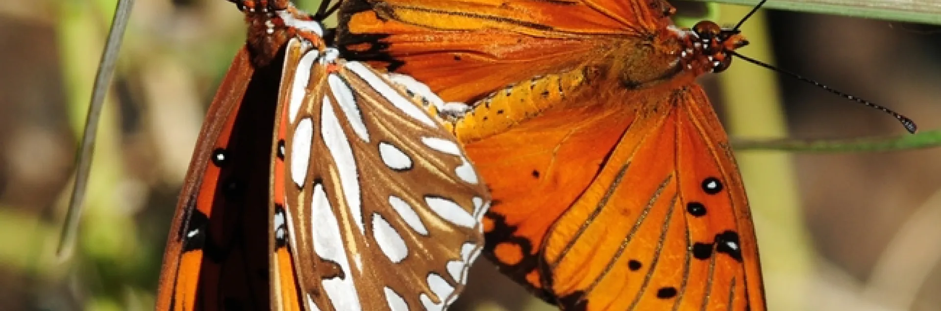 Gulf Fritillaries (Agraulis vanillae) mating on a passionflower vine. (Photo by Kathy Keatley Garvey)