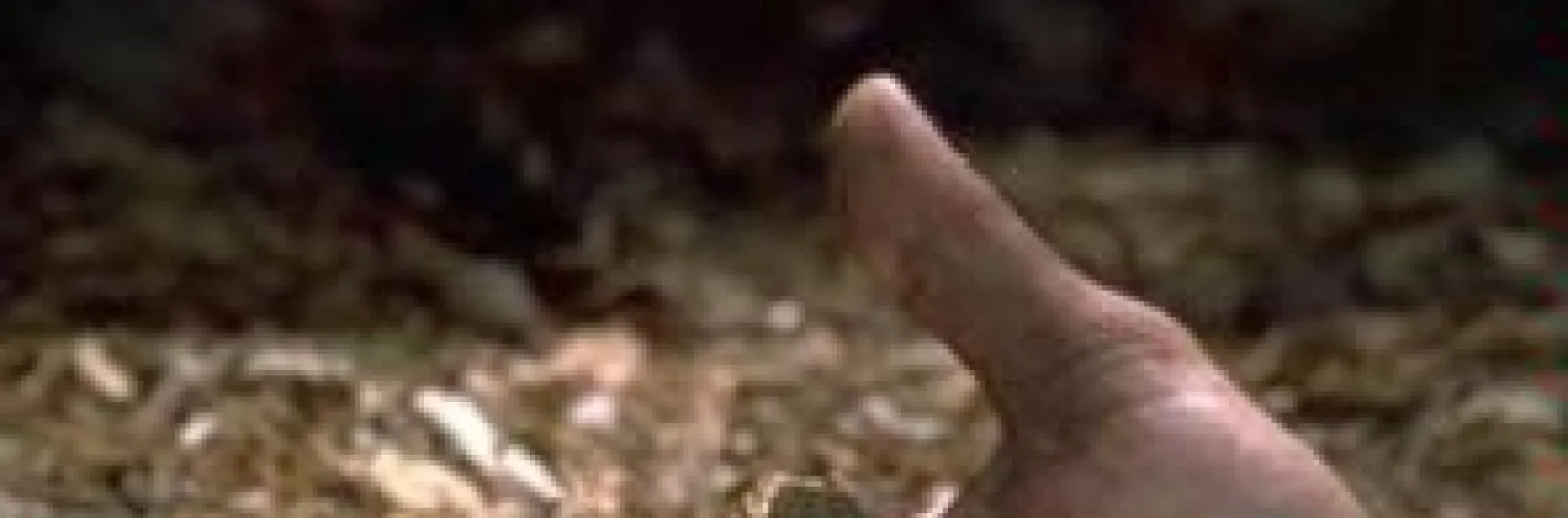 dog vomit slime mold