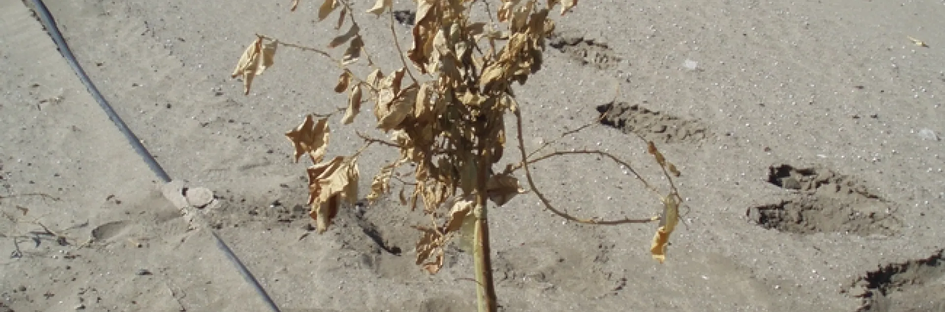 freeze damage citrus 3