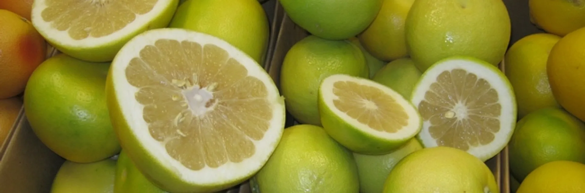 Melogold and Oro Blanco