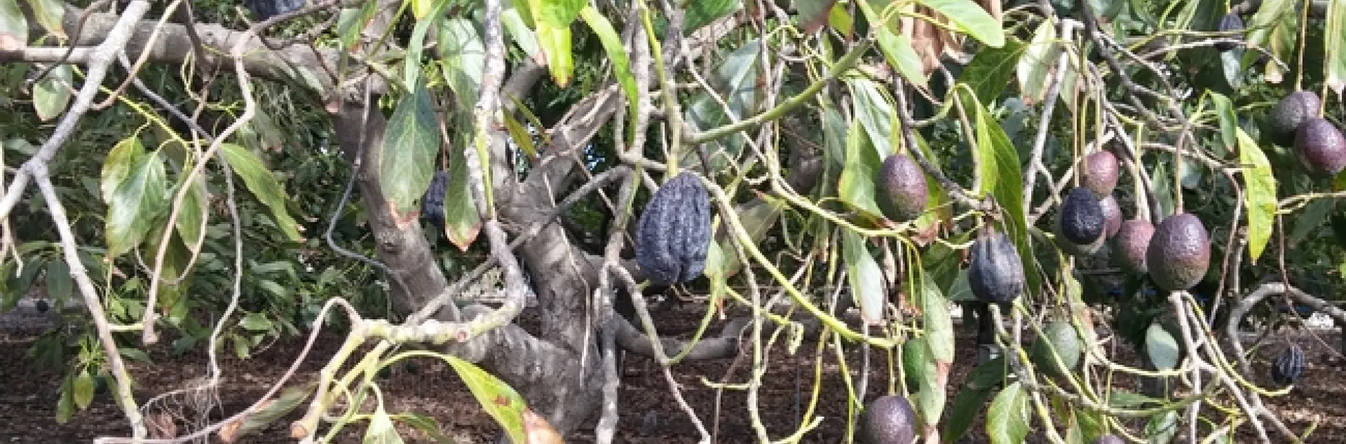avocado shrivelled canopy