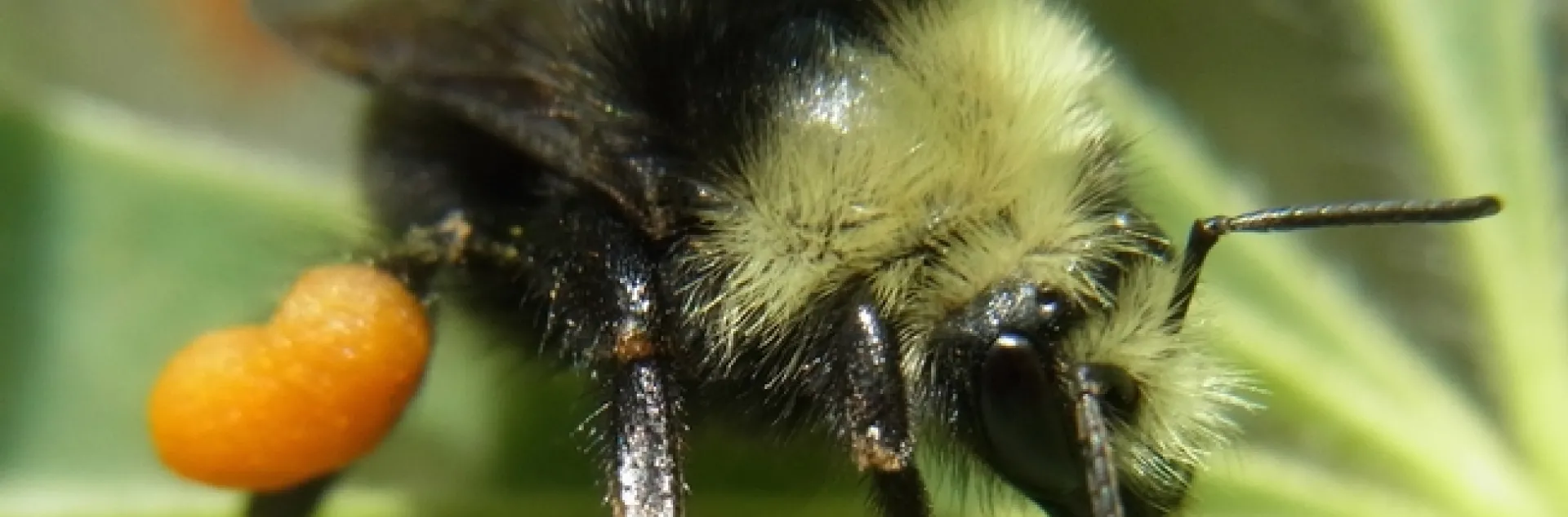 bombus bee