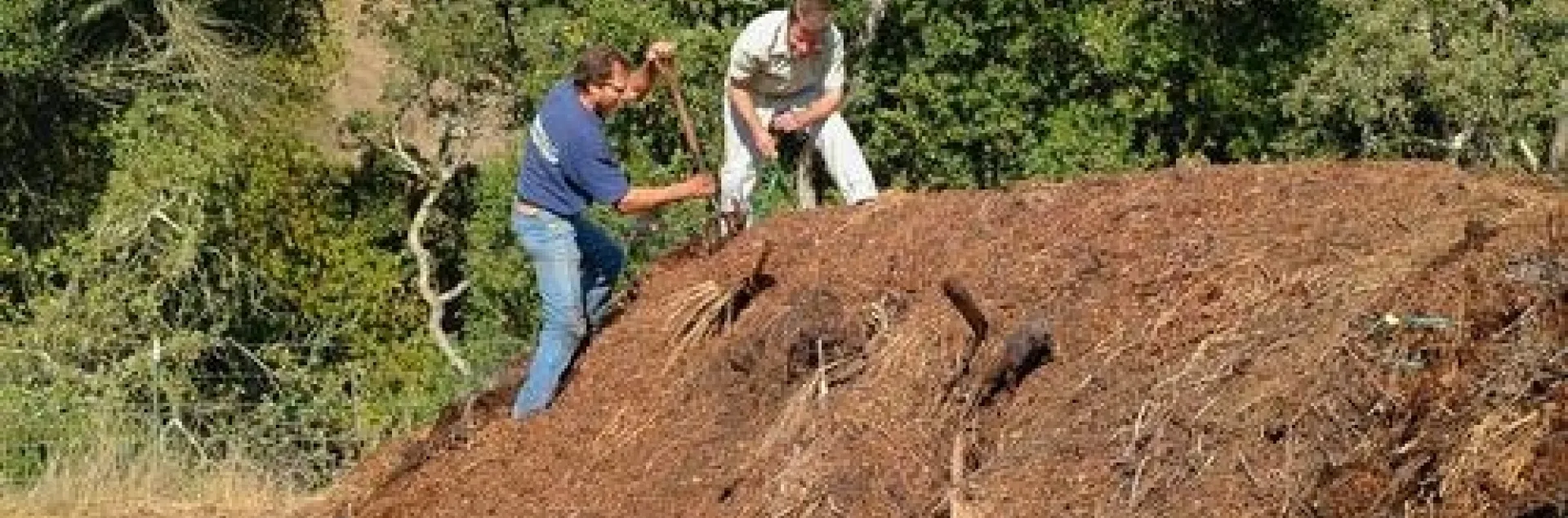 compost pile