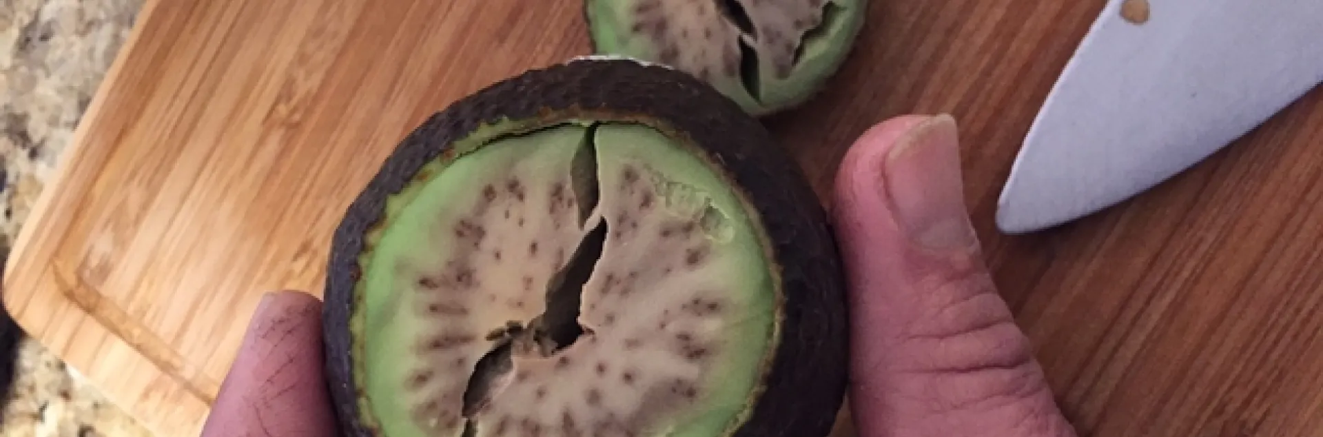 avocado cold damage 1