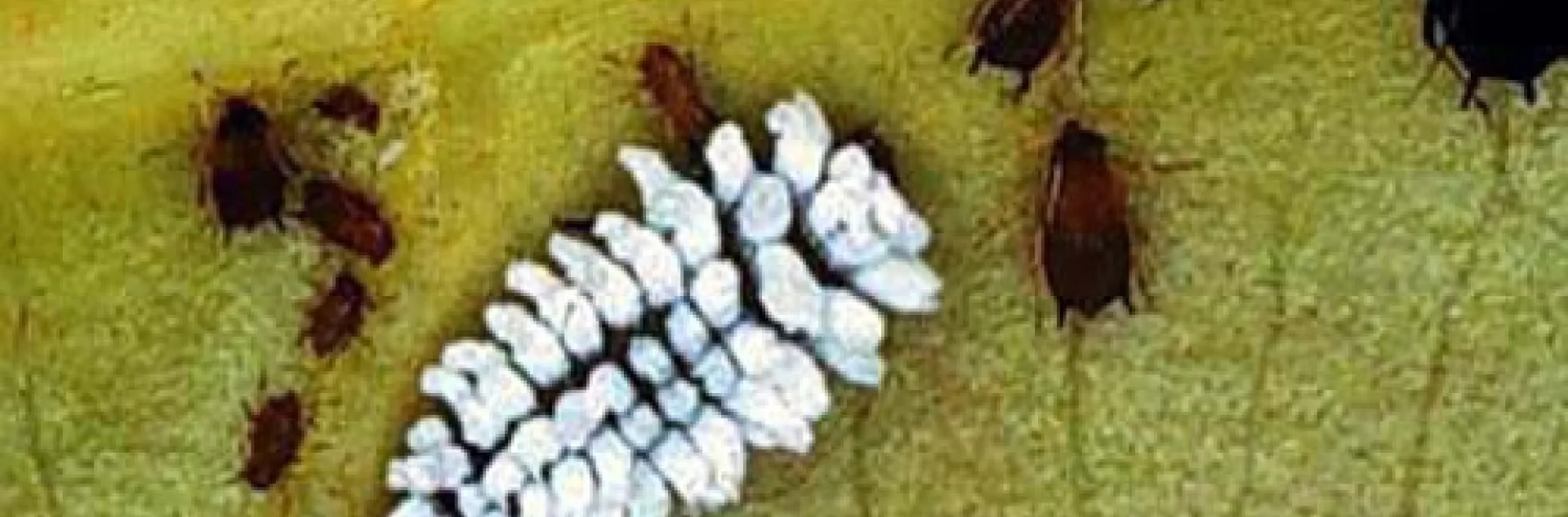 scymnus larvae