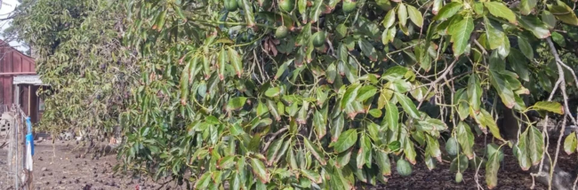 avocado drought canopy
