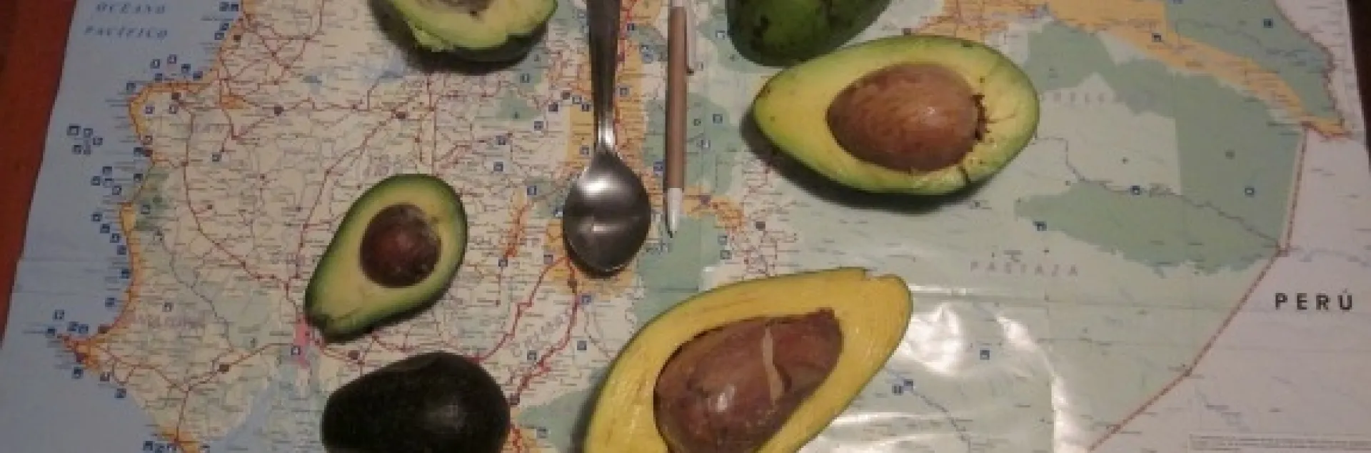 avocado vars