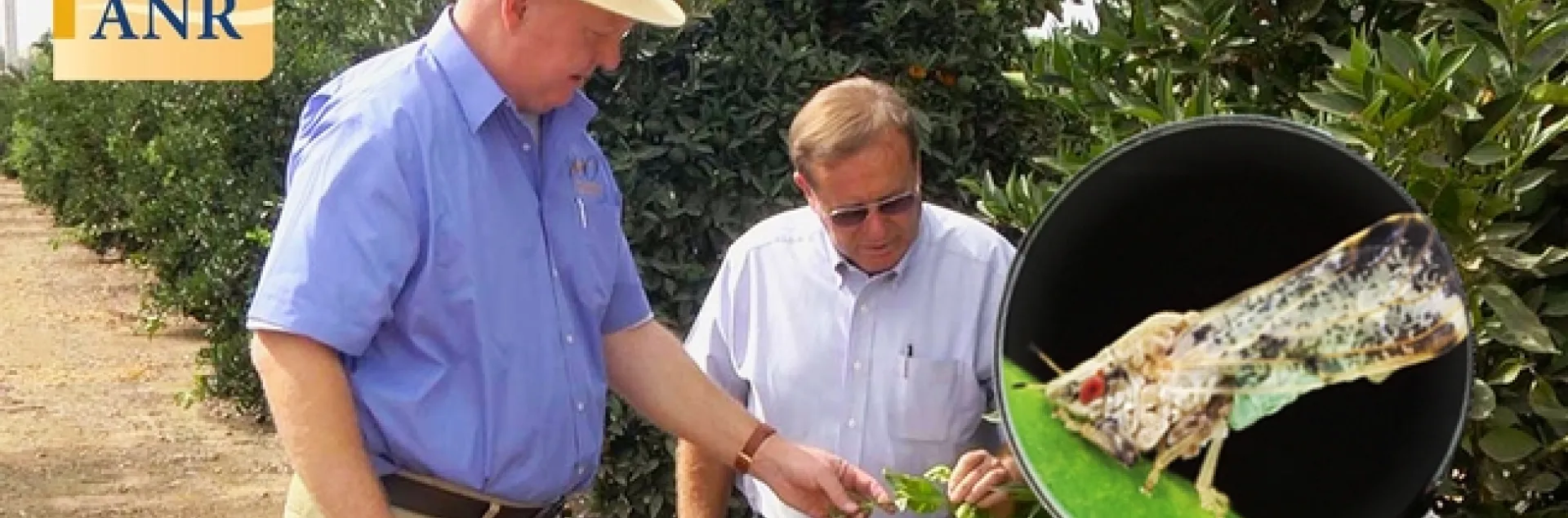 UCCE farm advisor Kevin Day and Tulare County farmer George McEwen looking at new growth on citrus trees.