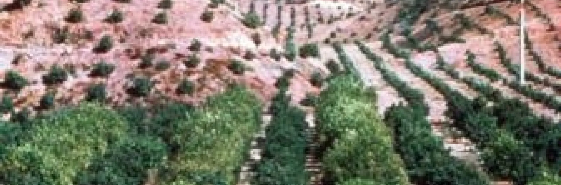 hill trees