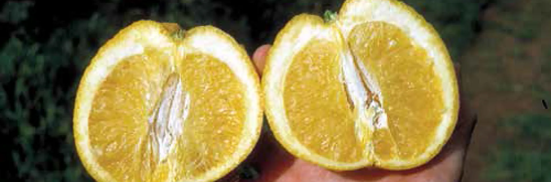 stubborn misshappened fruit