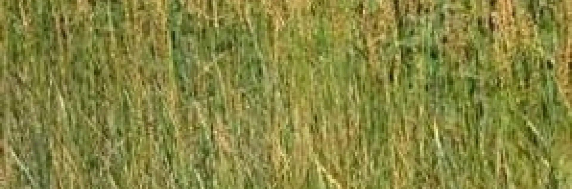 grass