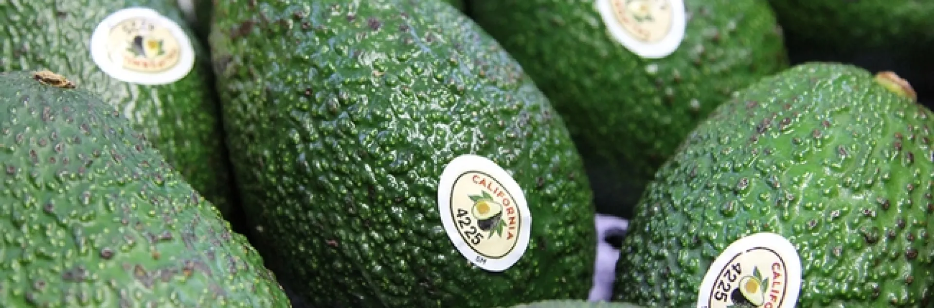 Copyright © 2016 California Avocado Commission