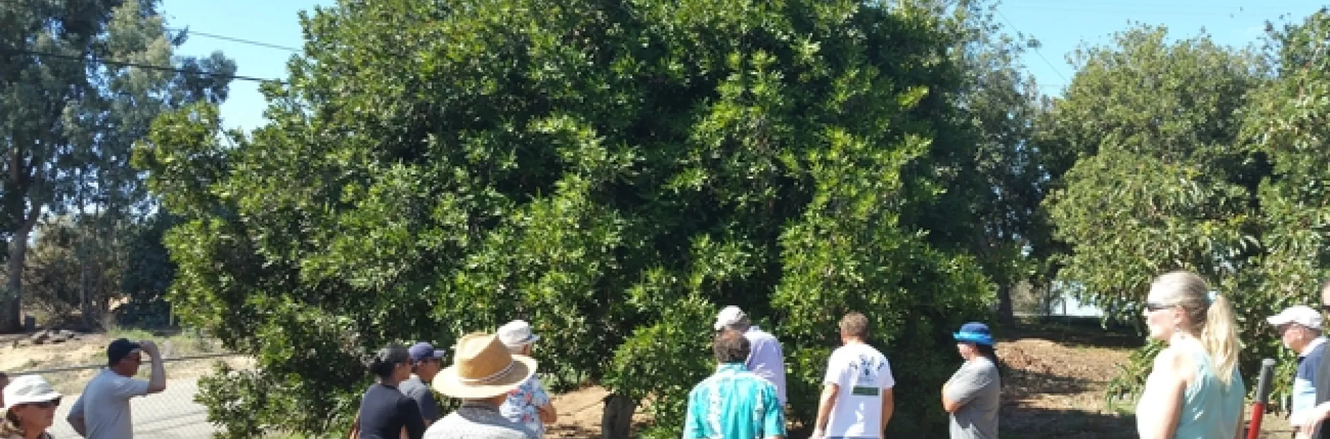 Macadamia Field Day 2015