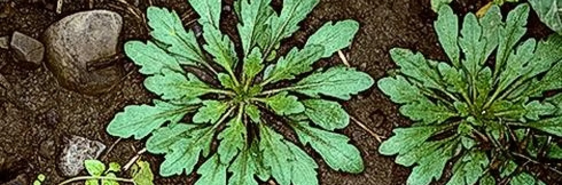 Horseweed