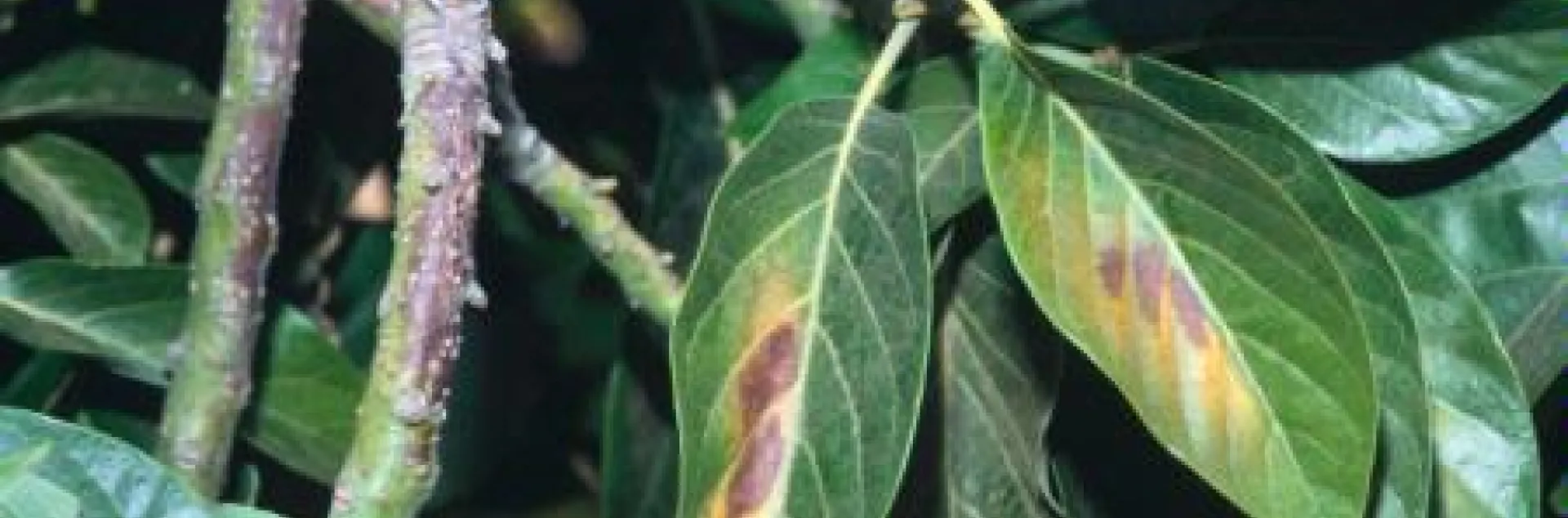 avocado leaf sunburn