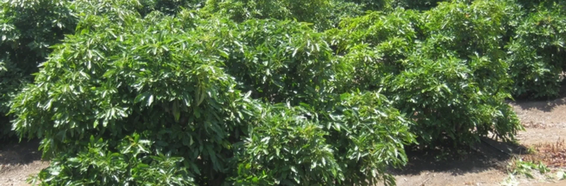 avocado center pruned