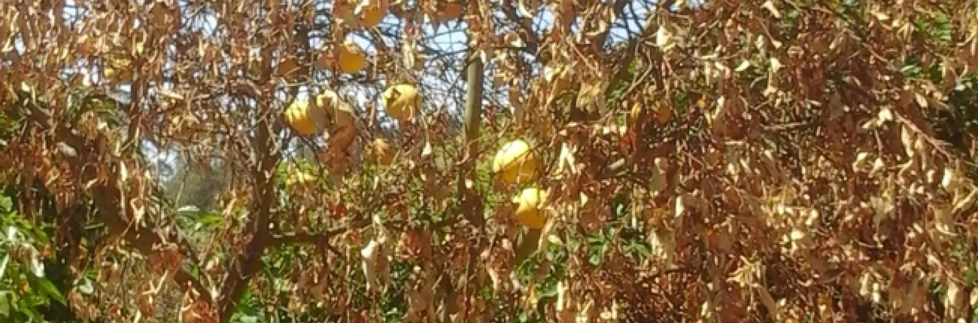 dry root rot grapefruit canopy