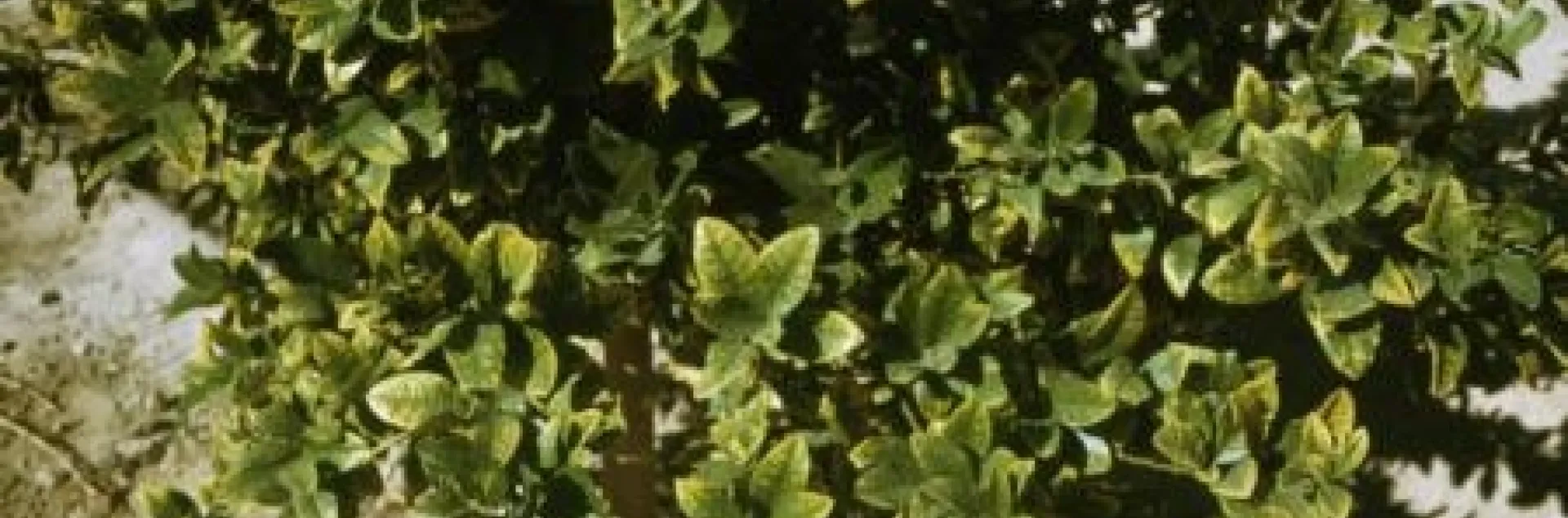 soil salinity irrigation