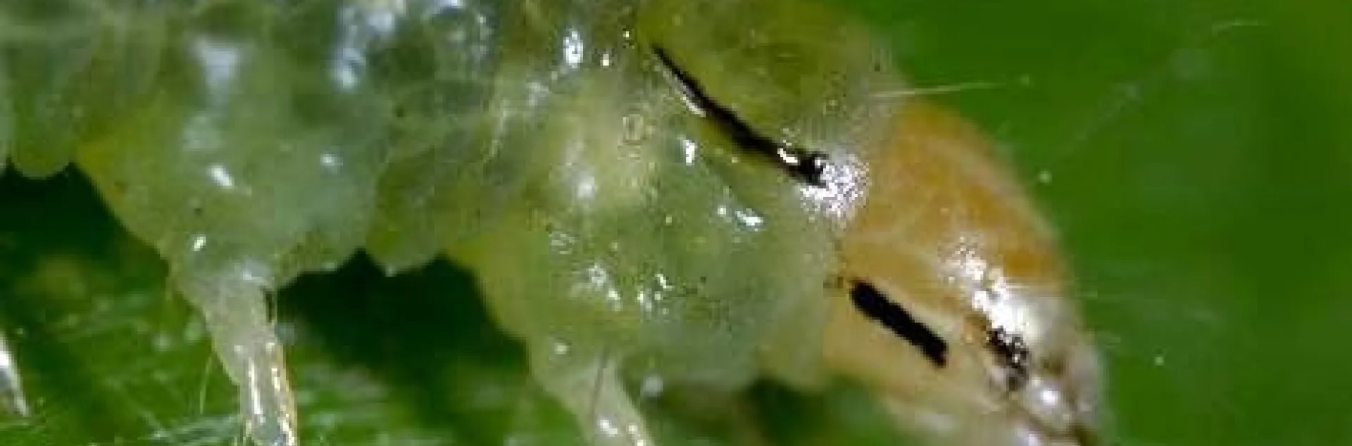 amorbia 1