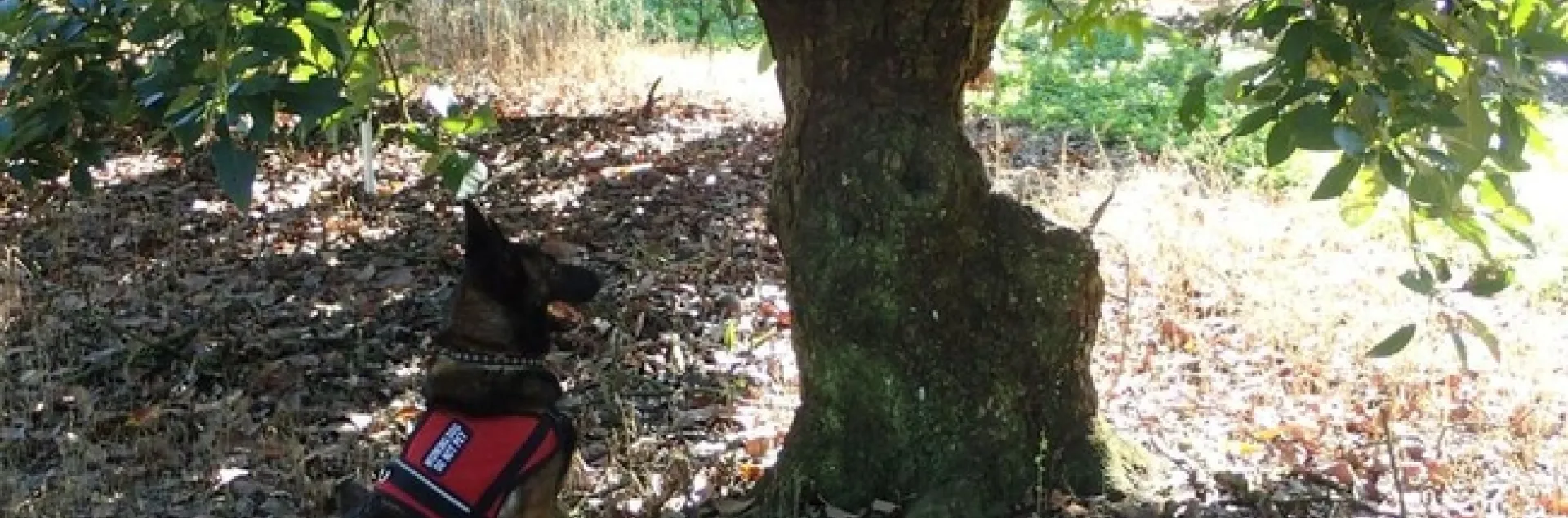 dog identifying lw tree