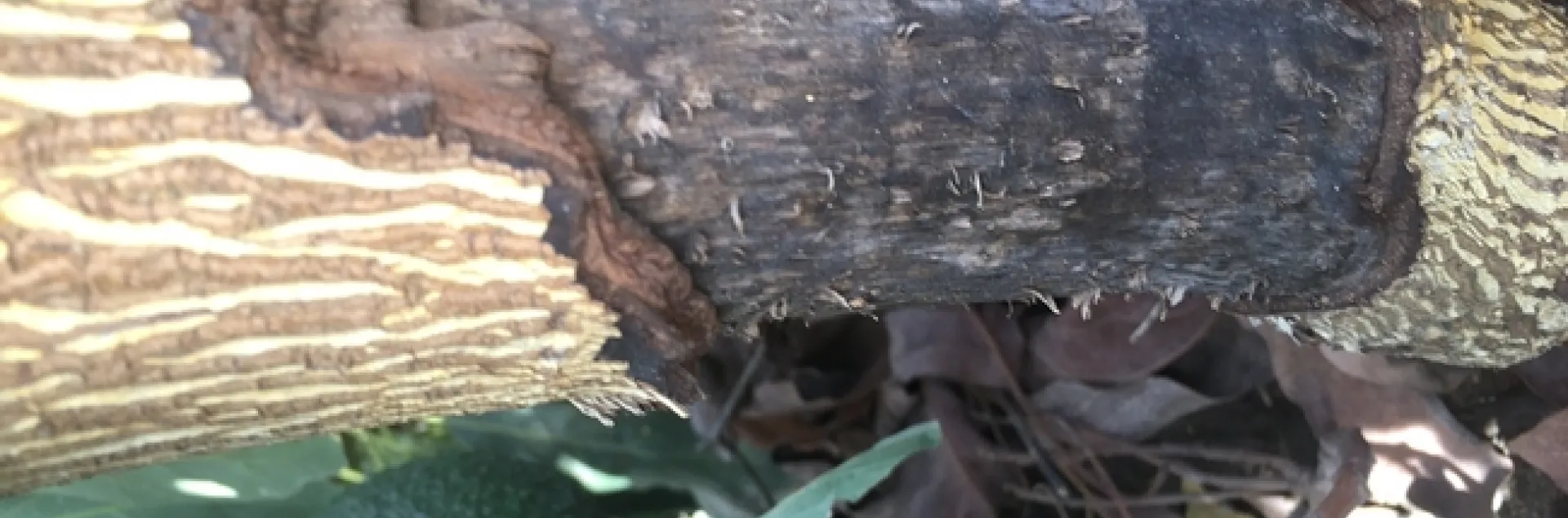 avocado rodent damage 2