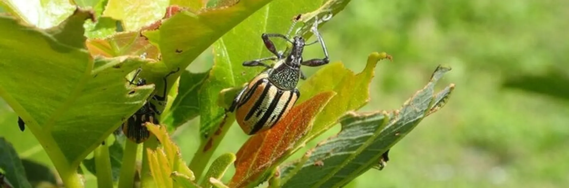 Diaprepes Florida damage