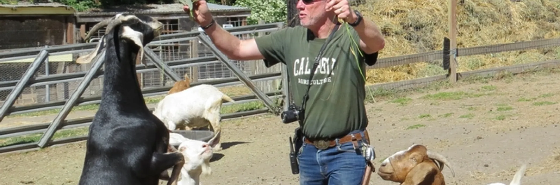 Goats showing food preferences.