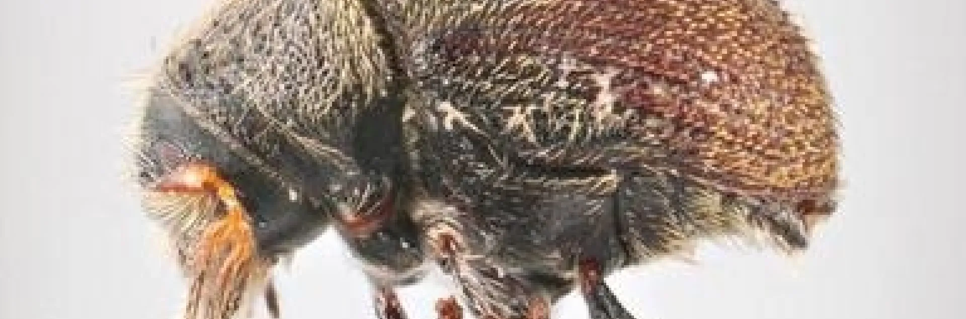 olive bark beetle adult