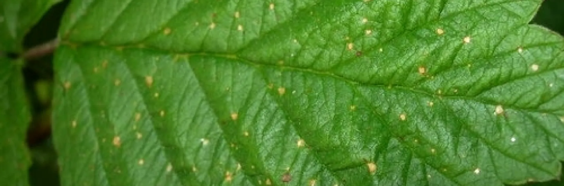 Leaf damage in non-target plant