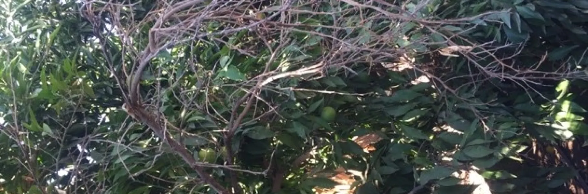 branch dieback on clementine