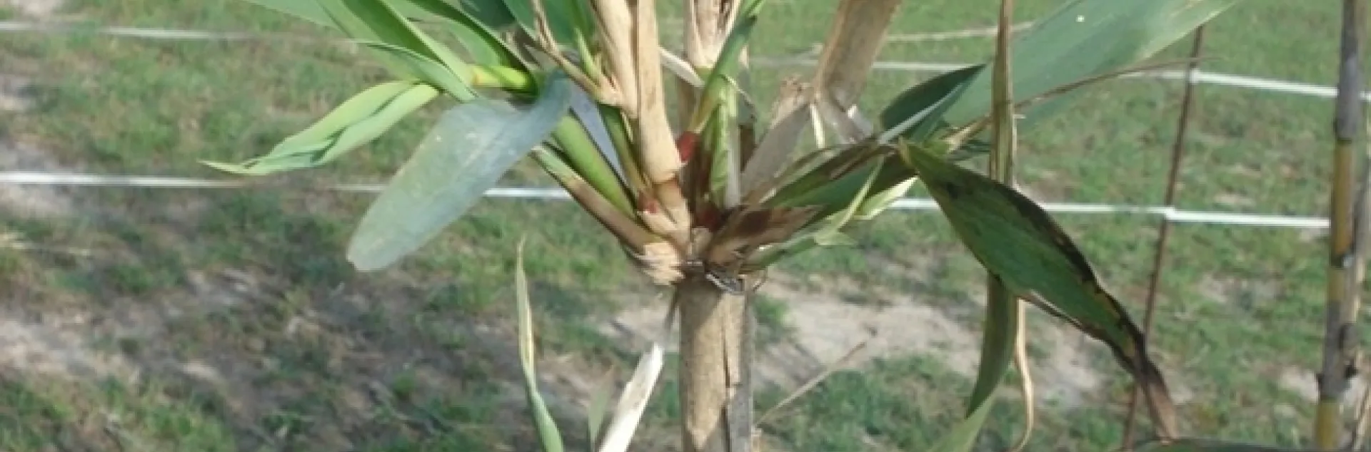 arundo damage3d