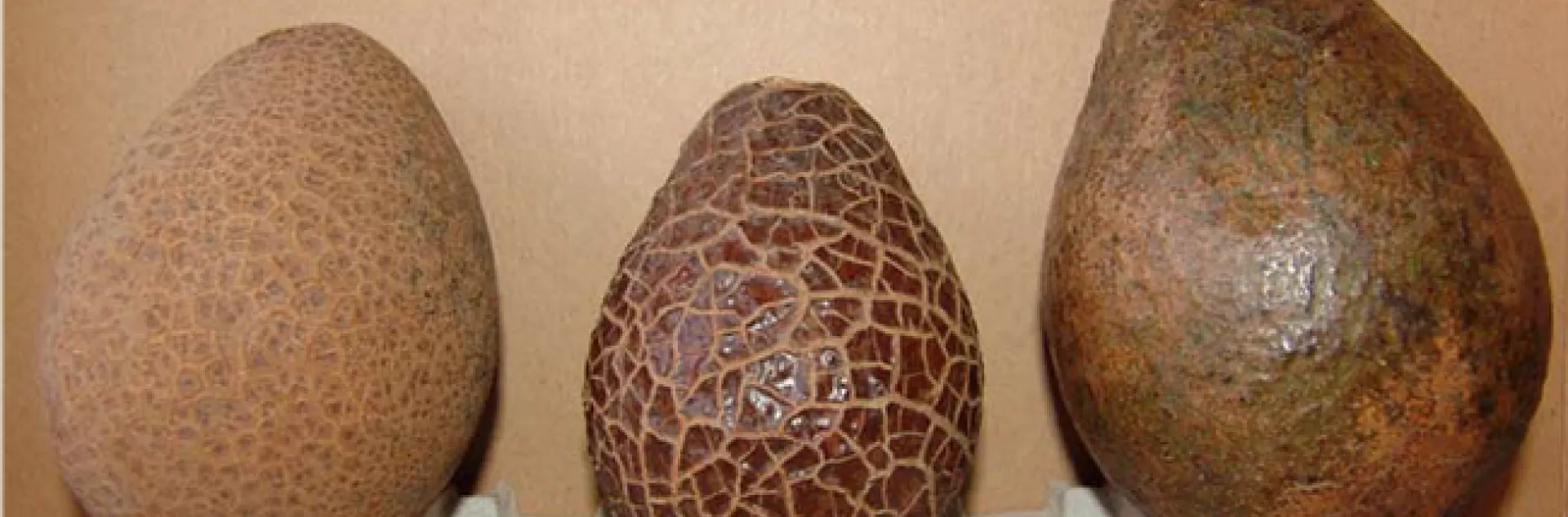 avocado thrips carapace greenhouse