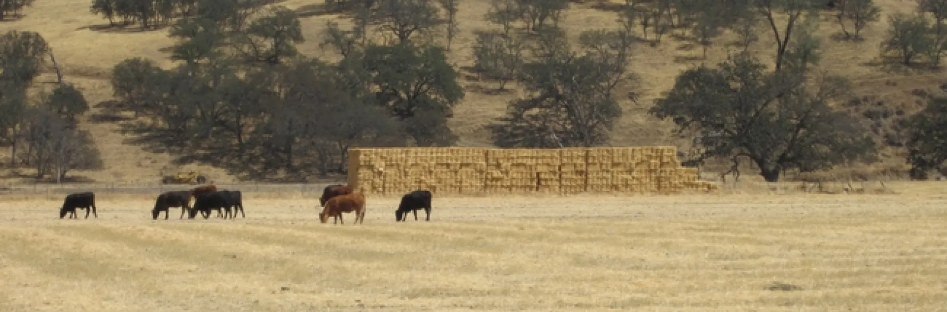 Cattle, hay, annual grassland, and oak savanna in Monterey County.