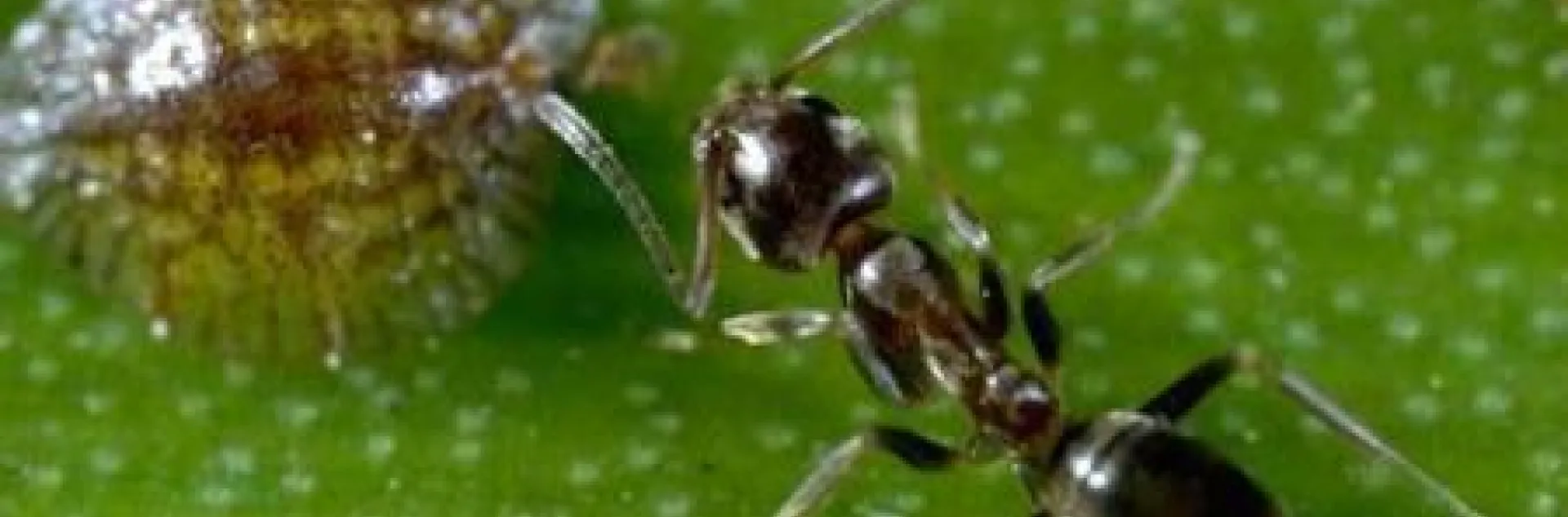 argentine ant and scale