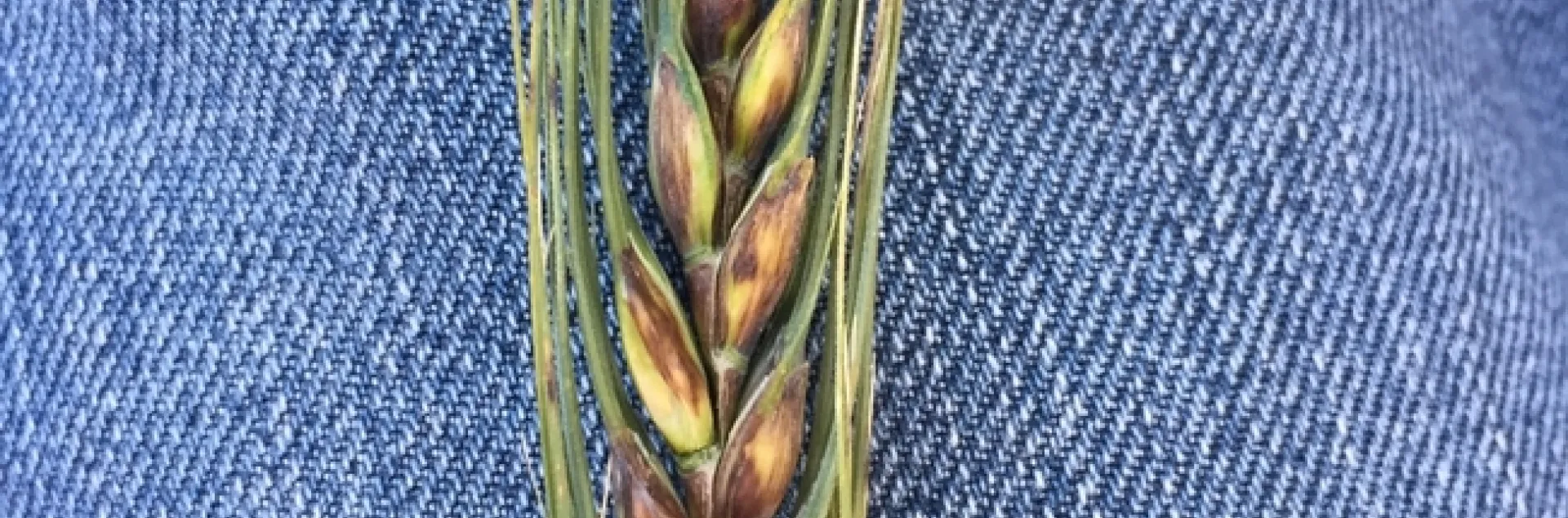 pseudo-black chaff, common wheat (1 of 2)