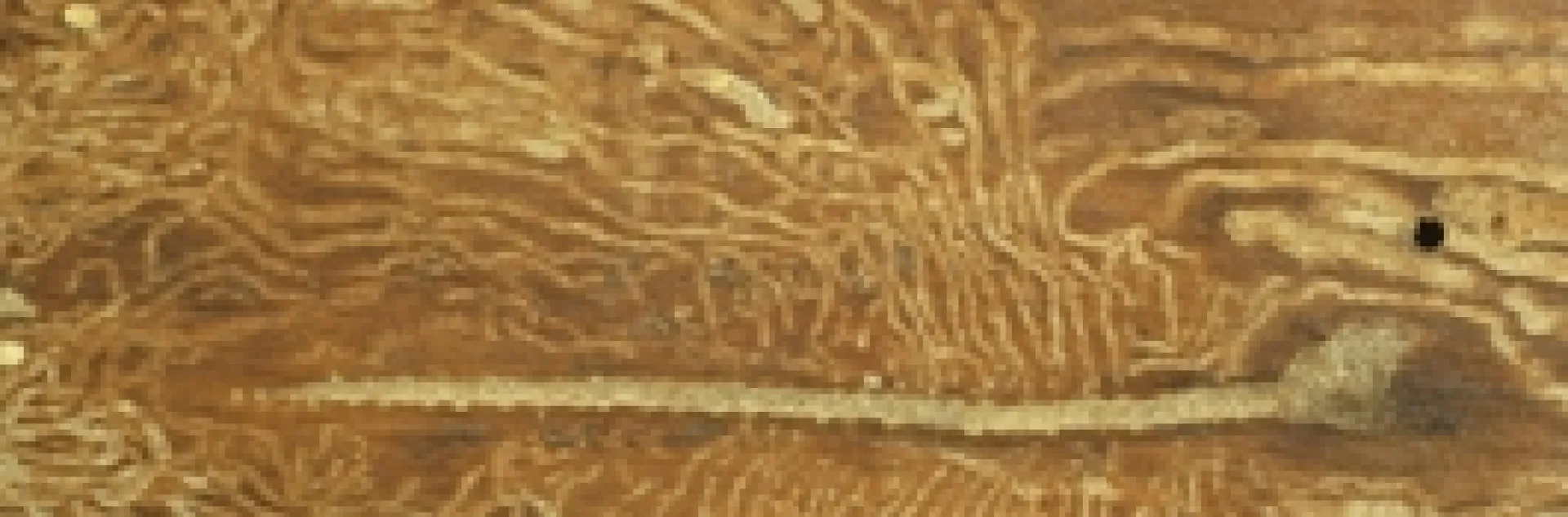 shot hole borer galleries