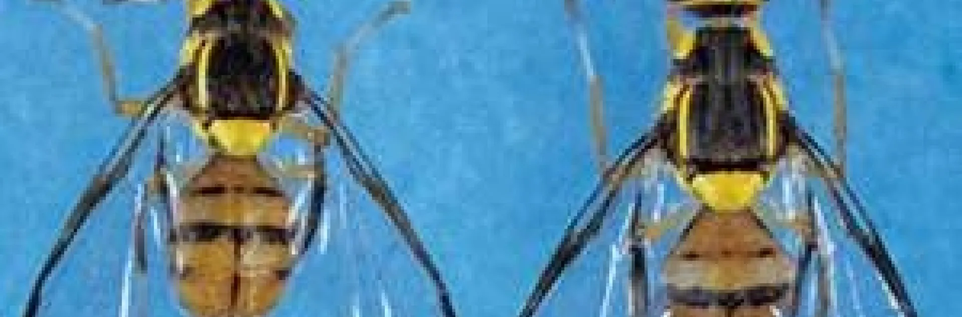 oriental fruit fly image