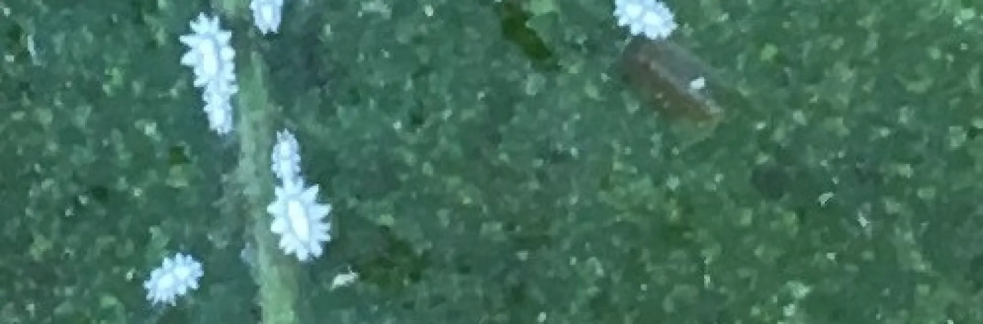 barnacle scale from Ojai