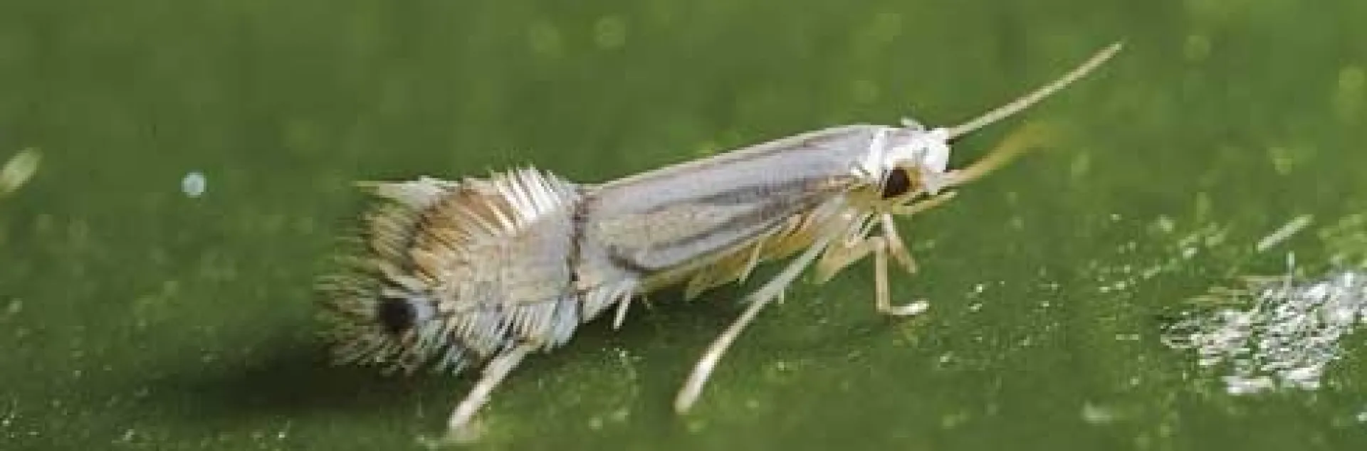 leafminer adult