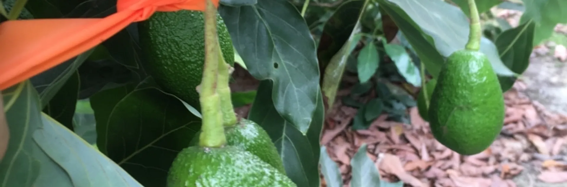 fruit grown out of white stuff 90