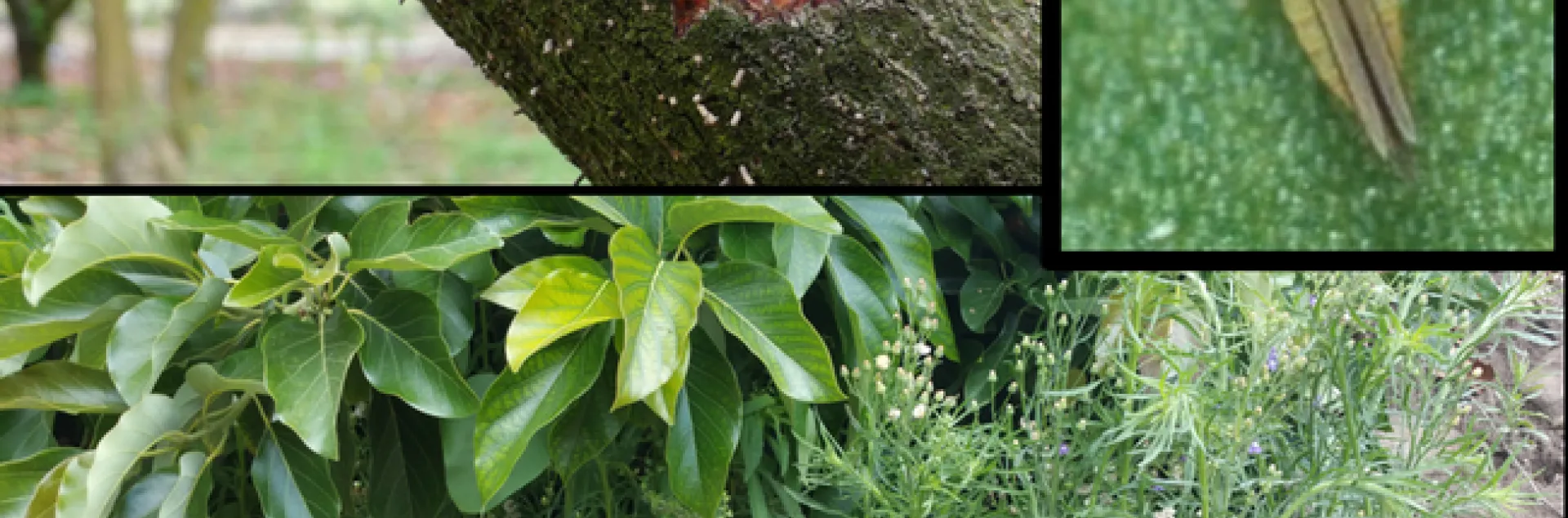 Pest Managment Meeting