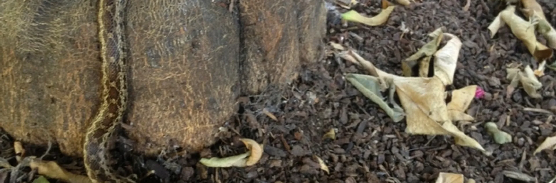 Gopher snake climbing citrus tree