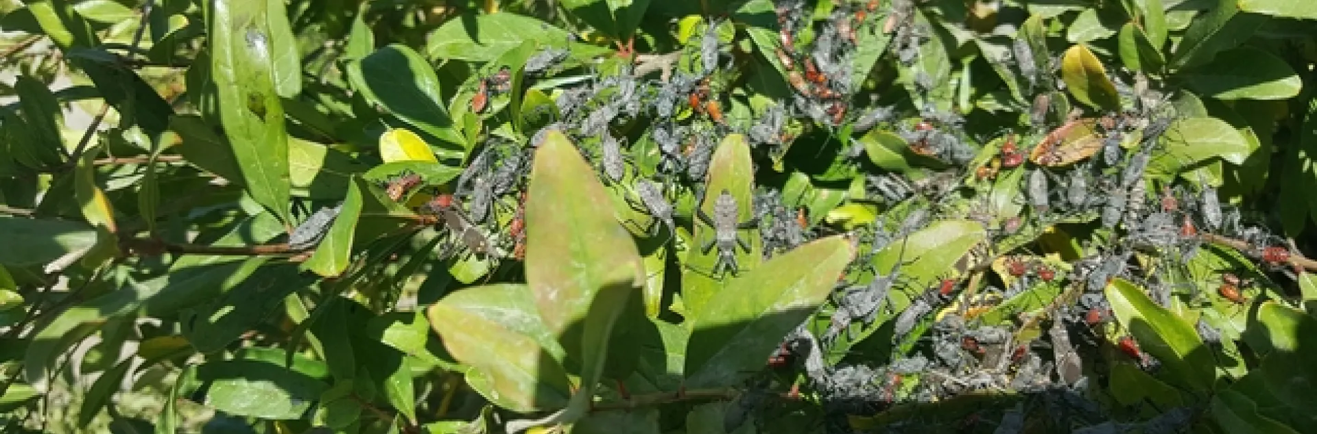 leaffooted bugs massed