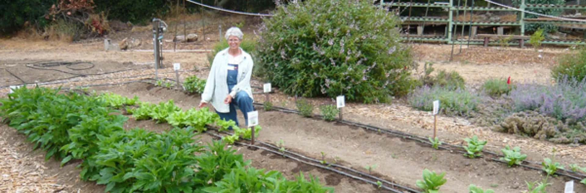View of Asian Vegetable Trial Plot