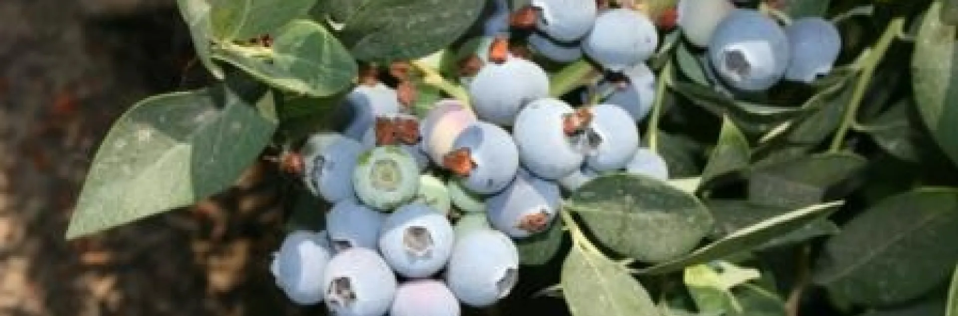 Blueberry fruit