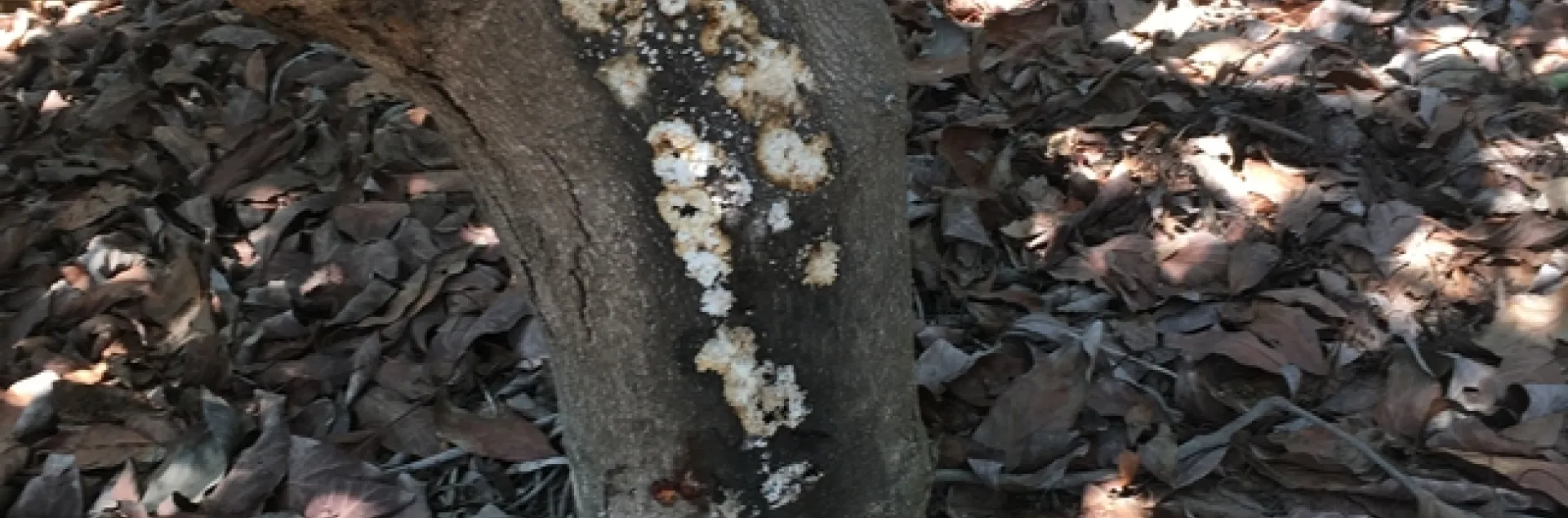 bacterial-citricola canker