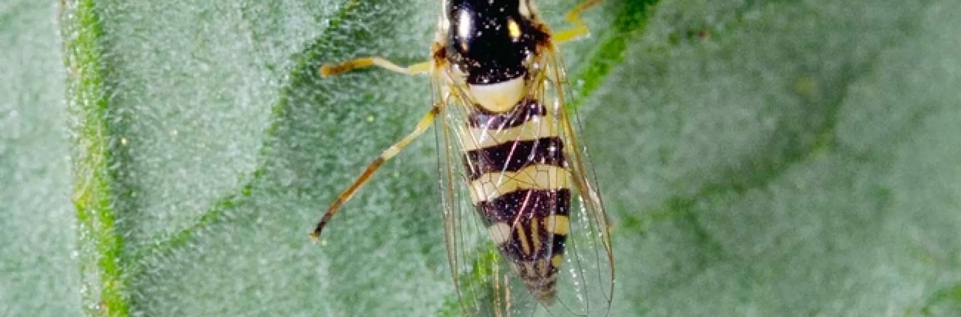 syrphid adult