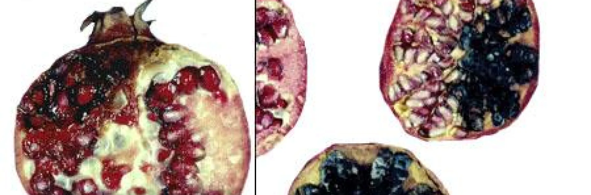 blaCK HEART POMEGRANATE