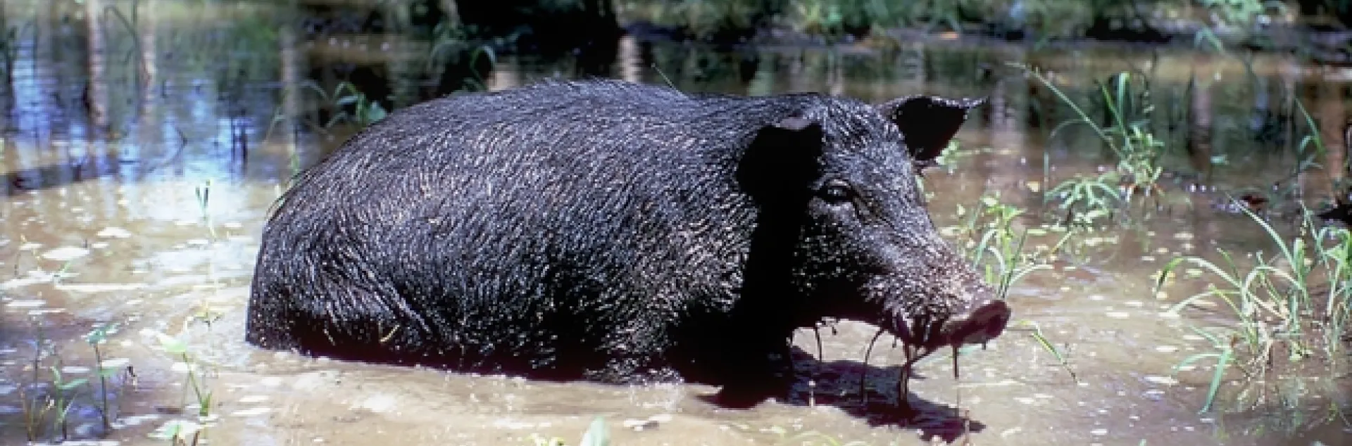 Photo 2 Reg Barrett- UC Berkeley, Department of Environmental Science, Policy & Management